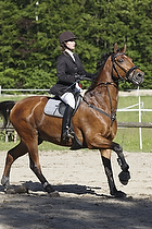 LB2 - Springning heste 110 cm