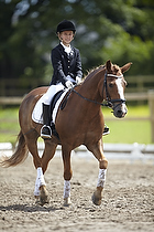 LC-showklasse pony