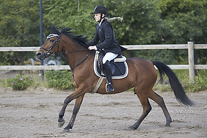 Showklasse - Hest og Pony 50 cm