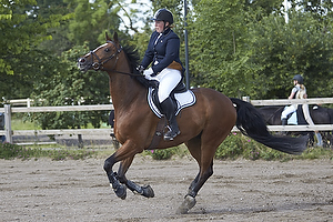 Showklasse - Hest og Pony 50 cm