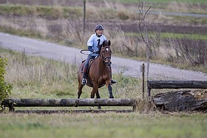 Hest individuel - Max hjde 80 cm