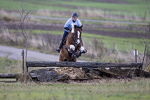 Hest individuel - Max hjde 80 cm