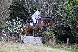 Hest individuel - Max hjde 80 cm