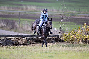 Hest individuel - Max hjde 80 cm