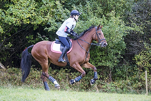 Hest individuel - Max hjde 80 cm