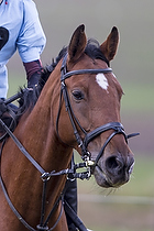 Terrngspringning i Rideklubben Falken