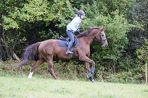 Hest individuel - Max hjde 80 cm