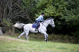 Hest individuel - Max hjde 80 cm