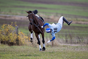 Hest individuel - Max hjde 80 cm