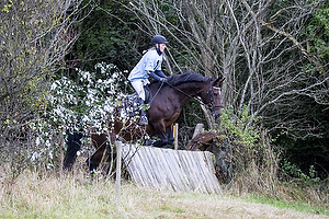 Hest individuel - Max hjde 80 cm