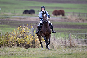 Hest individuel - Max hjde 80 cm