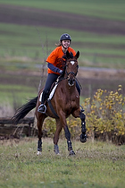 Hest individuel - Max h�jde 50 cm