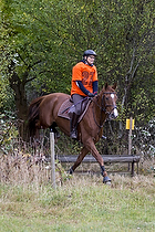 Hest individuel - Max hjde 50 cm