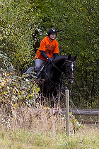 Hest individuel - Max h�jde 50 cm