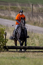 Hest individuel - Max h�jde 50 cm