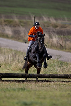 Hest individuel - Max h�jde 50 cm