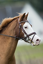 Pony individuel - Max hjde 50 cm