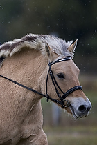 Terr�ngspringning i Rideklubben Falken